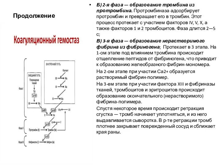 Продолжение Б) 2-я фаза — образование тромбина из протромбина. Протромбиназа адсорбирует