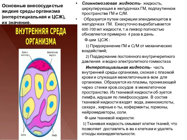 Основные внесосудистые жидкие среды организма (интерстициальная и ЦСЖ), их значение. Спинномозговая