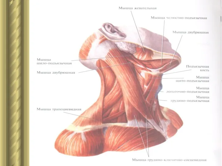 Мышцы шеи.