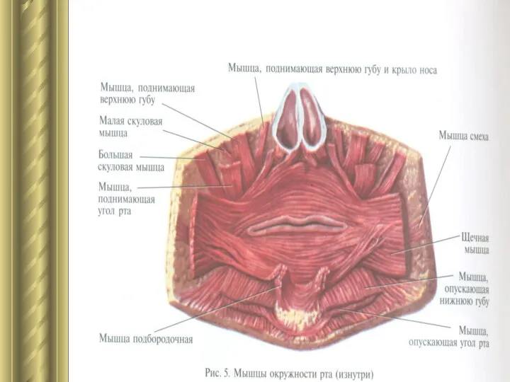 Мышцы окружности рта.