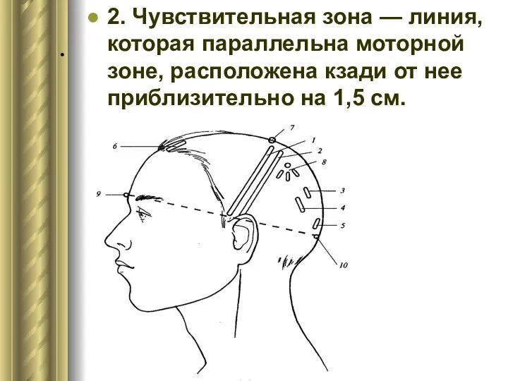 . 2. Чувствительная зона — линия, которая параллельна моторной зоне, расположена