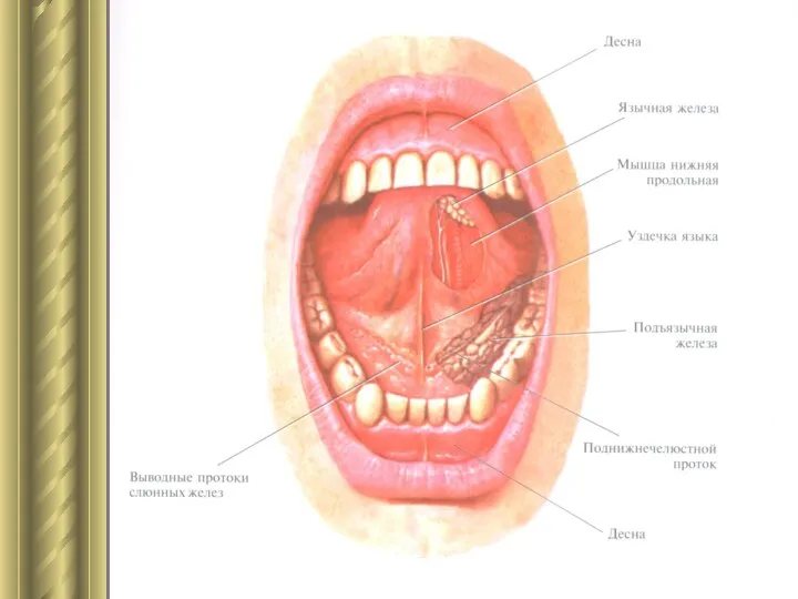 Полость рта.