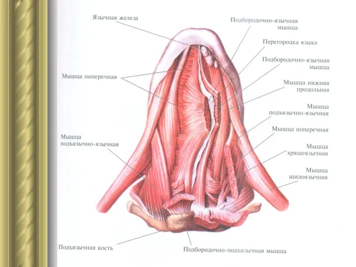 Мышцы языка (вид снизу).