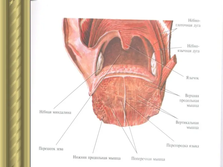 Полость рта. Мышцы зева и языка.