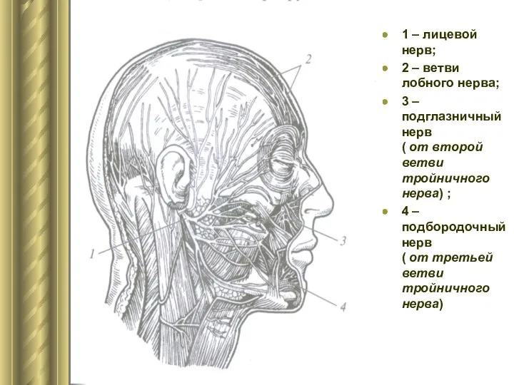 Нервы головы и шеи 1 – лицевой нерв; 2 – ветви