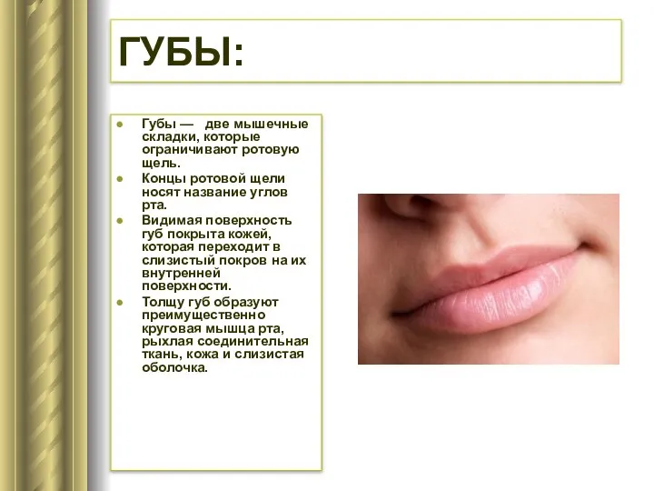 ГУБЫ: Губы — две мышечные складки, которые ограничивают ротовую щель. Концы