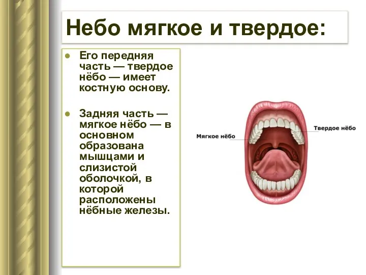 Небо мягкое и твердое: Его передняя часть — твердое нёбо —