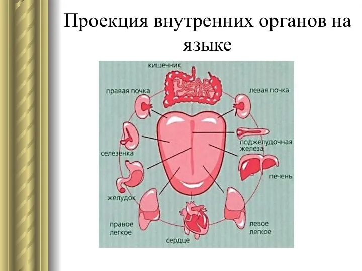 Проекция внутренних органов на языке