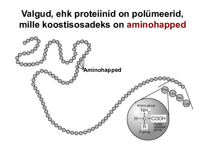 Valgud, ehk proteiinid on polümeerid, mille koostisosadeks on aminohapped Aminohapped