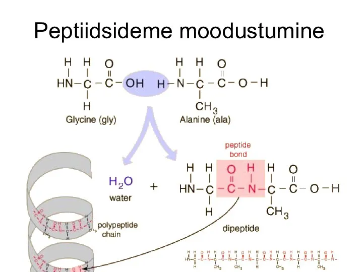 Peptiidsideme moodustumine