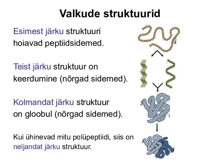 Valkude struktuurid Esimest järku struktuuri hoiavad peptiidsidemed. Teist järku struktuur on