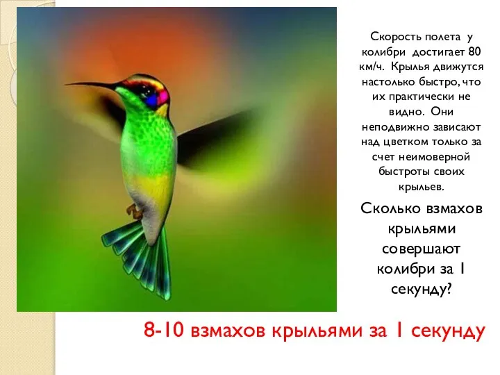 Скорость полета у колибри достигает 80 км/ч. Крылья движутся настолько быстро,