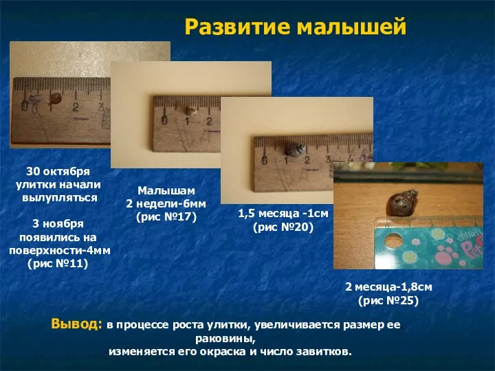 Развитие малышей 30 октября улитки начали вылупляться 3 ноября появились на