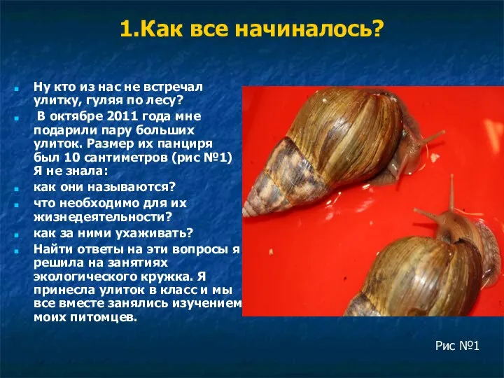 1.Как все начиналось? Ну кто из нас не встречал улитку, гуляя