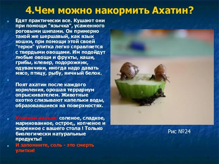 4.Чем можно накормить Ахатин? Едят практически все. Кушают они при помощи