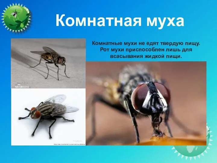 Комнатная муха Комнатные мухи не едят твердую пищу. Рот мухи приспособлен лишь для всасывания жидкой пищи.