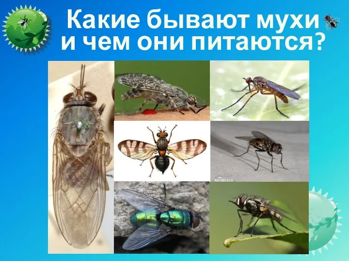 Какие бывают мухи и чем они питаются?