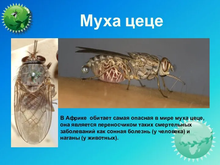 Муха цеце В Африке обитает самая опасная в мире муха цеце,