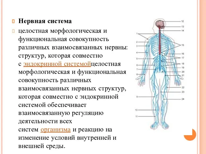 Нервная система целостная морфологическая и функциональная совокупность различных взаимосвязанных нервных структур,