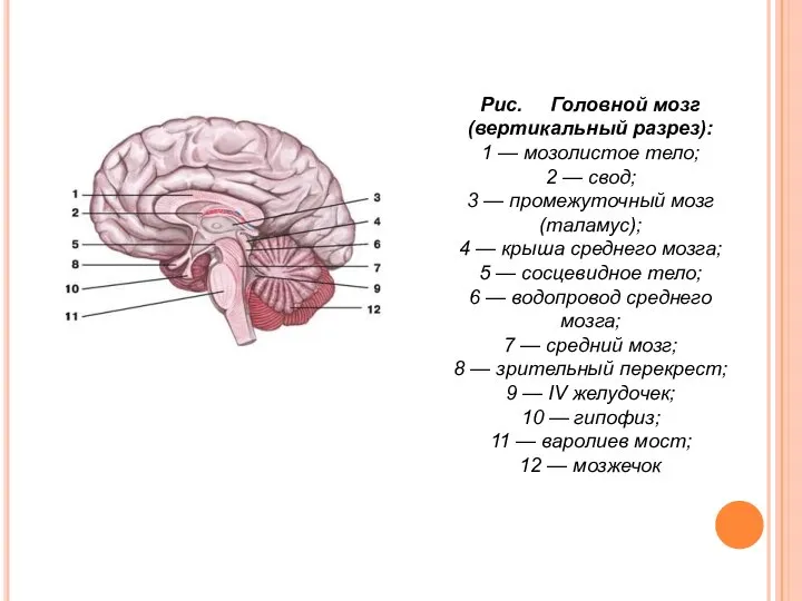 Рис. Головной мозг (вертикальный разрез): 1 — мозолистое тело; 2 —