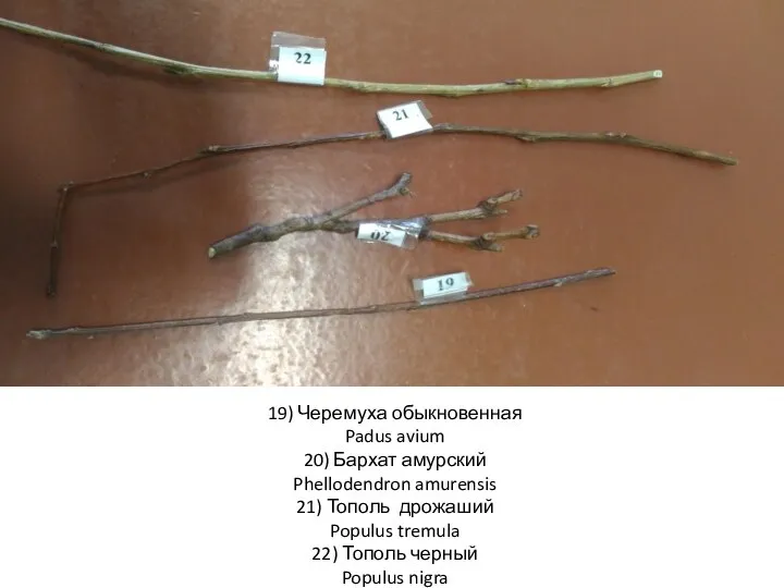 19) Черемуха обыкновенная Padus avium 20) Бархат амурский Phellodendron amurensis 21)