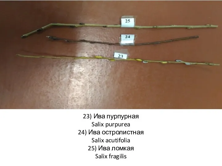 23) Ива пурпурная Salix purpurea 24) Ива остролистная Salix acutifolia 25) Ива ломкая Salix fragilis