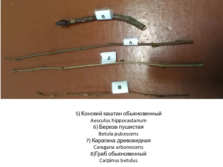 5) Конский каштан обыкновенный Aesculus hippocastanum 6) Береза пушистая Betula pubescens