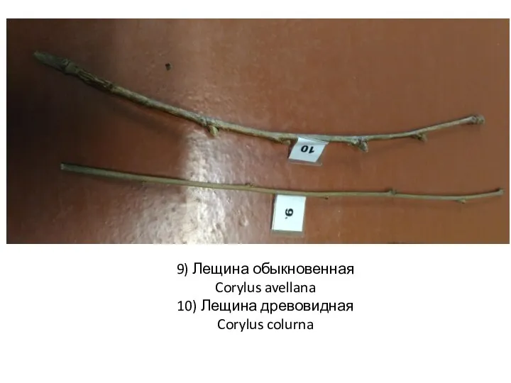 9) Лещина обыкновенная Corylus avellana 10) Лещина древовидная Corylus colurna