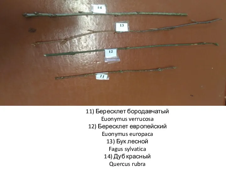 11) Бересклет бородавчатый Euonymus verrucosa 12) Бересклет европейский Euonymus europaca 13)