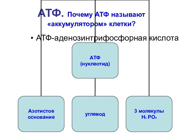 АТФ. Почему АТФ называют «аккумулятором» клетки? АТФ-аденозинтрифосфорная кислота