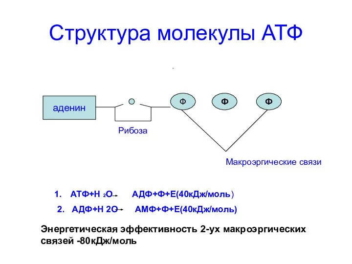 Структура молекулы АТФ аденин Ф Ф Ф Рибоза Макроэргические связи АТФ+Н