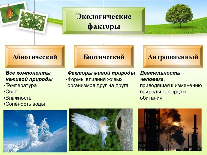 Все компоненты неживой природы Температура Свет Влажность Солёность воды Факторы живой