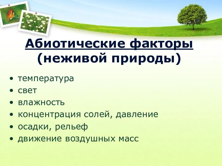 Абиотические факторы (неживой природы) температура свет влажность концентрация солей, давление осадки, рельеф движение воздушных масс