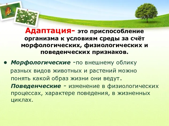 Адаптация- это приспособление организма к условиям среды за счёт морфологических, физиологических