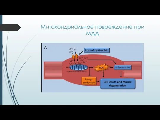 Митохондриальное повреждение при МДД