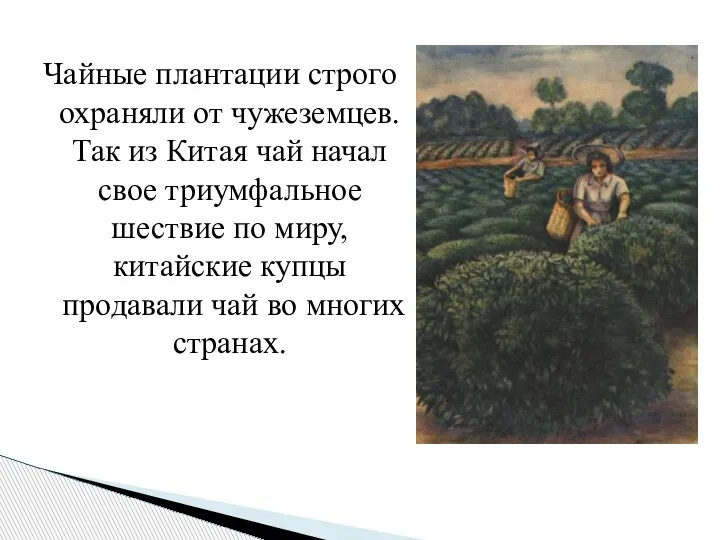 Чайные плантации строго охраняли от чужеземцев. Так из Китая чай начал