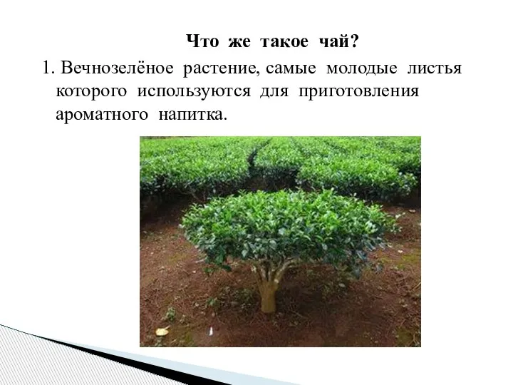 Что же такое чай? 1. Вечнозелёное растение, самые молодые листья которого используются для приготовления ароматного напитка.