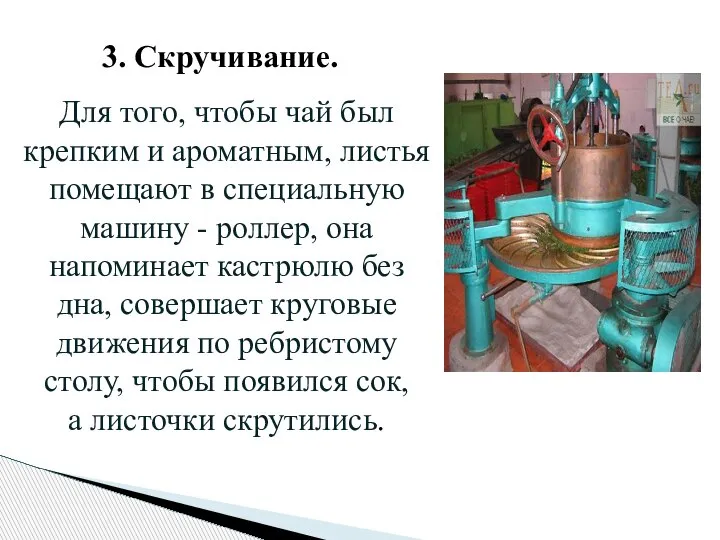 3. Скручивание. Для того, чтобы чай был крепким и ароматным, листья