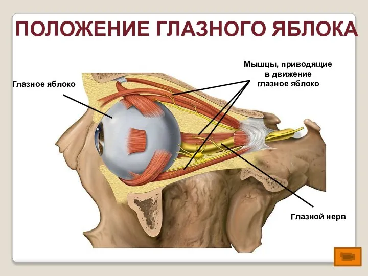 Глазное яблоко ПОЛОЖЕНИЕ ГЛАЗНОГО ЯБЛОКА Мышцы, приводящие в движение глазное яблоко Глазной нерв