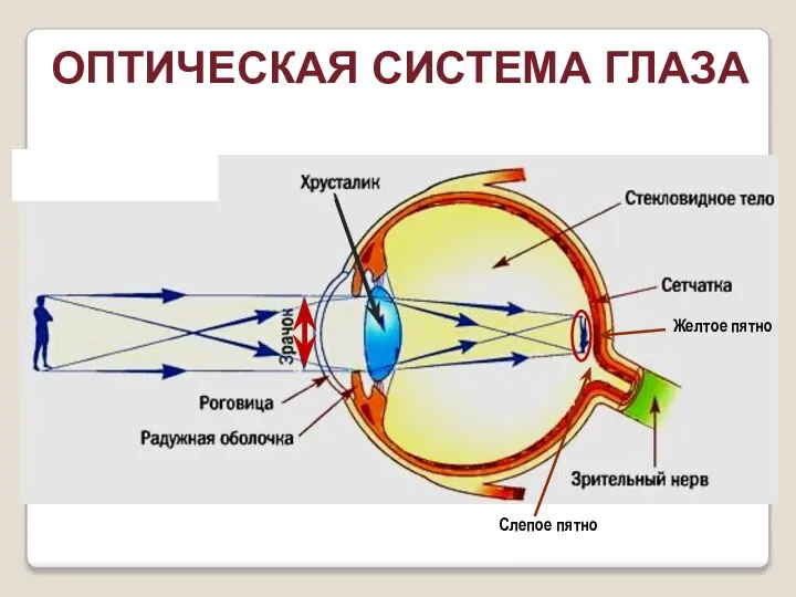 ОПТИЧЕСКАЯ СИСТЕМА ГЛАЗА Желтое пятно Слепое пятно