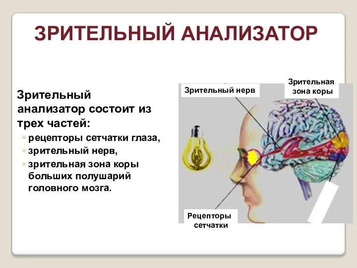 Зрительный анализатор состоит из трех частей: рецепторы сетчатки глаза, зрительный нерв,