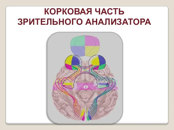 КОРКОВАЯ ЧАСТЬ ЗРИТЕЛЬНОГО АНАЛИЗАТОРА