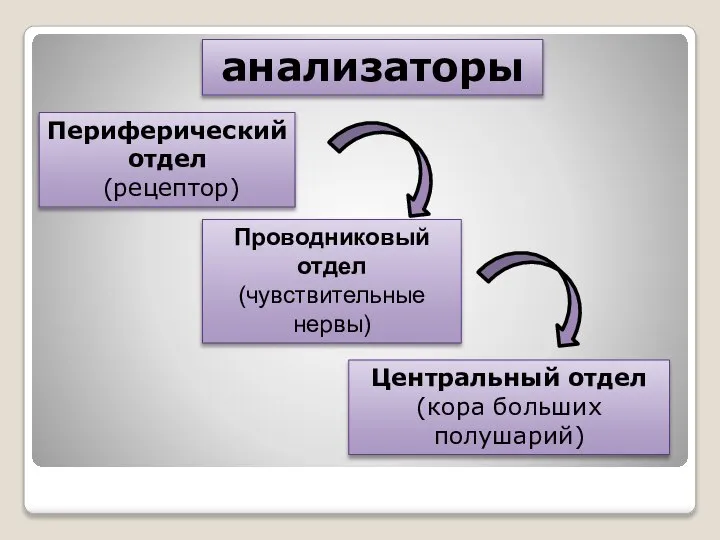 Периферический отдел (рецептор) Проводниковый отдел (чувствительные нервы) Центральный отдел (кора больших полушарий) анализаторы