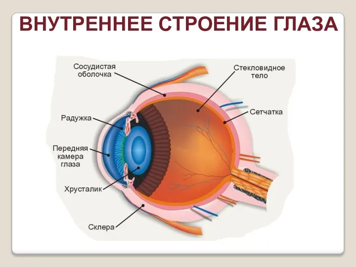 ВНУТРЕННЕЕ СТРОЕНИЕ ГЛАЗА