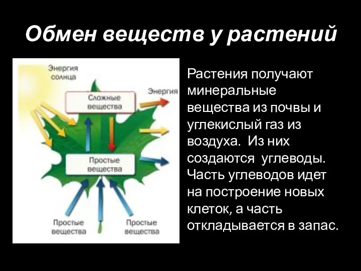 Обмен веществ у растений Растения получают минеральные вещества из почвы и