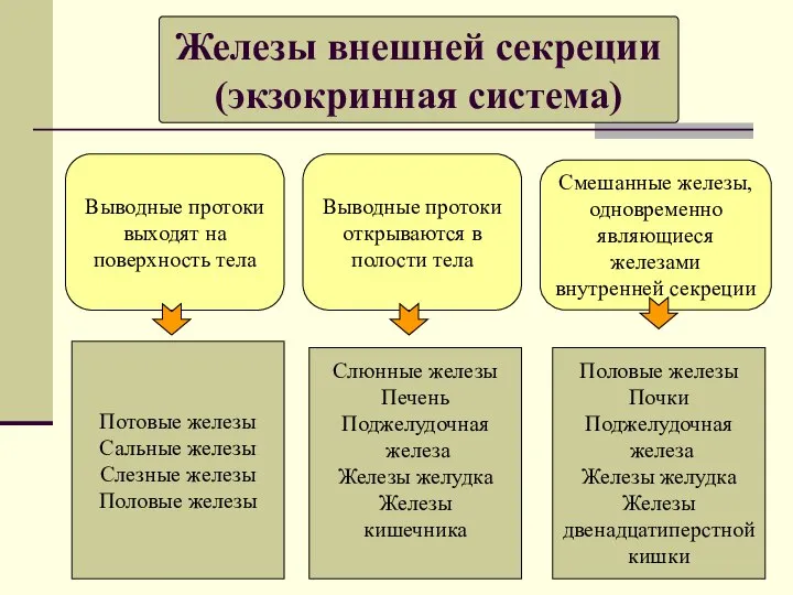 Железы внешней секреции (экзокринная система) Выводные протоки выходят на поверхность тела