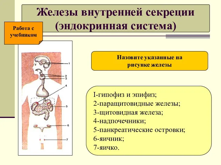 Железы внутренней секреции (эндокринная система) I-гипофиз и эпифиз; 2-паращитовидные железы; 3-щитовидная