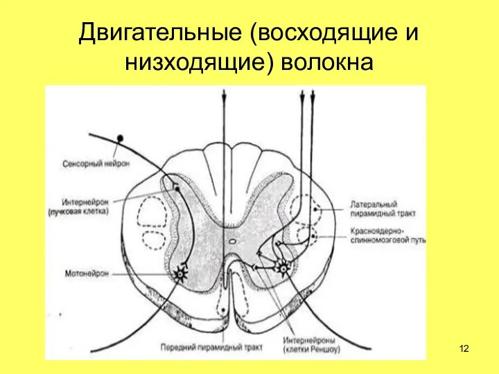 Двигательные (восходящие и низходящие) волокна