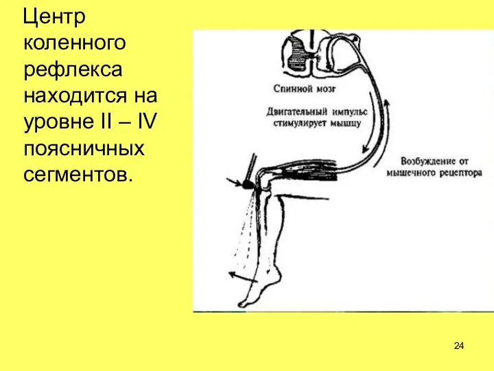 Центр коленного рефлекса находится на уровне II – IV поясничных сегментов.