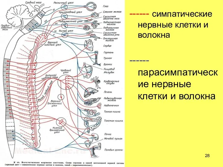 ------ симпатические нервные клетки и волокна ------ парасимпатические нервные клетки и волокна